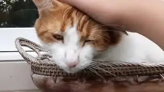 CAT LOAF