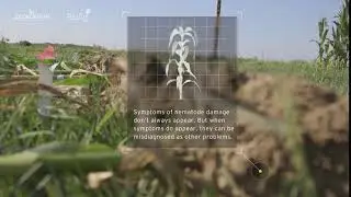 Did you know? Microscopic pests can decimate yield.