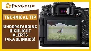 Understanding HIGHLIGHT ALERTS (aka blinkies) and what do they tell us? Improve your PHOTOGRAPHY.