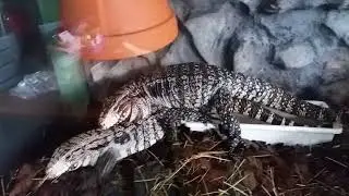 Tegu male makes a pass at beautiful female