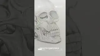 череп человека