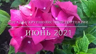 Можно ли вырастить крупнолистную гортензию ?