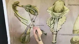 Строение семяпровода и семенного канатика
