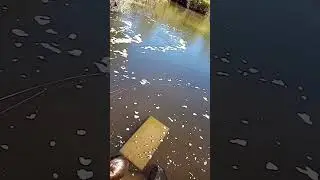 сазан на мормышку! часть 5. 
