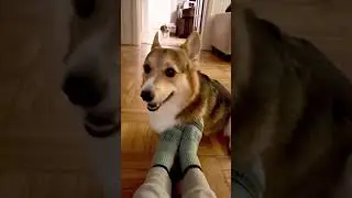 Corgi takes his job as a professional foot warmer very seriously 