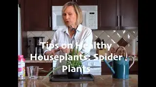 Tips on Healthy Houseplants: Spider Plants