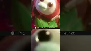 say cheese