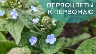 Первоцветы в весеннем саду: они зацветают первыми и радуют уже к майским праздниками