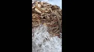 Дрова приехали. С детьми сложила в дровяник.