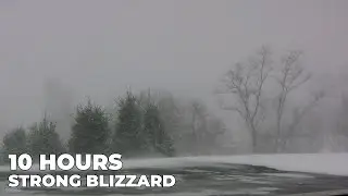 Strong Blizzard in the Park | Winter Ambience | Heavy Snowstorm & Cold Howling Winds