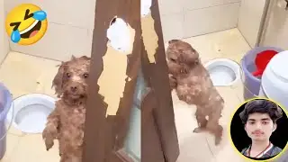 Funny animal videos try not to laugh 2023|| 😂 funniest cats and dogs 😺🐶 ||funny animals compilation🤓