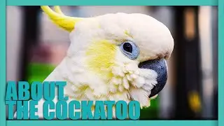 ABOUT. The COCKATOO - One Of The Most POPULAR Pet Birds