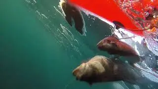 Primer Año de Pescasub (Asturias y Galicia) Fallo lubina de mas de 5 kg