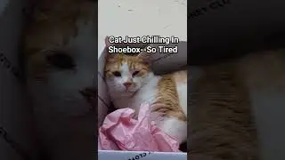 Cat Relaxing In Shoebox--So Tired #shorts