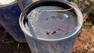 How to control army worms without using chemicals
