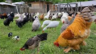 Natural & Organic Poultry Farming - Low-Cost Coop Cleaning, Farm Chores & New Baby Chicks