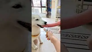 Mon Husky pète un câble à cause des croquettes ! (C'est trop injuste)mini wood toy~