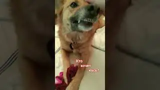Зара. Зло.