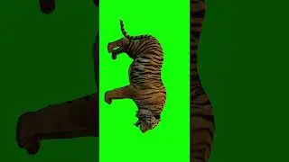 Tiger feline Green Screen 4K Video 