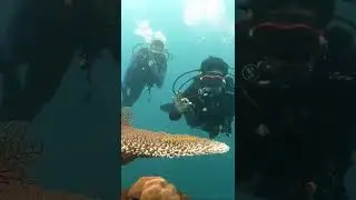 Imagine you dive in and meet this !!! #shorts