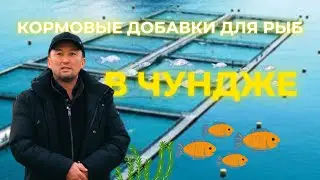 KAZAGROFEED в рыбном хозяйстве 