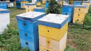 Точек 1, состояние пасеки после первой откачки с подсолнечника.