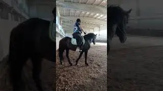 Тренировка на молодом жеребце. рысь, галоп.