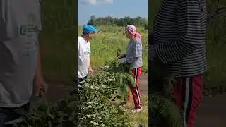 Субботник у Сертазана 20 июля 2024. Видео депутата Татьяны Петровой