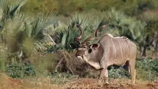 Ramsar wetlands - Makuleke in Kruger Park