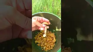 Лисички, лисички и ничего кроме лисичек ... 