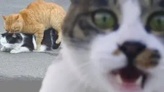 Кошачья Эротика | Грибы - Тает  Лёд!