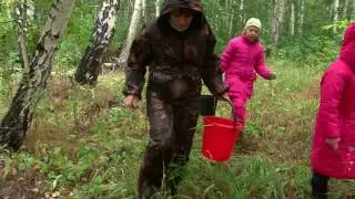 грибы