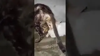 Великая Подлость