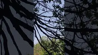 СОЛОВЕЙ всё ещё поёт