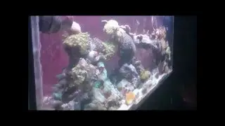A special 3,000 subscriber reef tank tour.