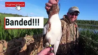 Окольцованный свиязь! Пошла миграция!!!!!! Охота на утку осень 2020!