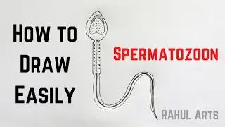 How to Draw Spermatozoon | Structure of Human Sperm 
