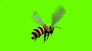 Flying honey bee isolated on green screen background. stock video|#|Green Video Making MD: AIL