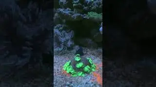 Мандаринка #reeftank #морскойаквариум #reef #euphyllia