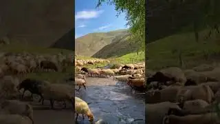 овцы высоко в горах