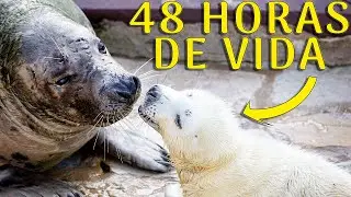 ¿Como fotografiar una foca recien nacida? Reportaje Fotográfico.
