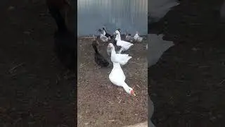 Моє Качине-Гусине стадо. My Duck and Goose flock. #shortsvideo #shorts #ducks #goose #гуси #утки