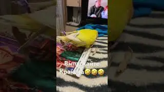 Всех построила🤣 #колесникованаталья