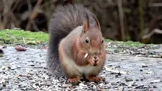 Wildnis NRW