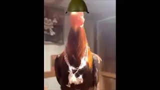 chicekn video 