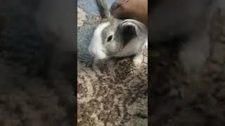 What is that sound?
