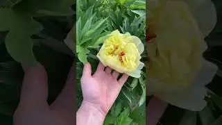 Как должен выглядеть плавательный пруд, чтоб считаться красивым и быть лЮбым русскому глазу?