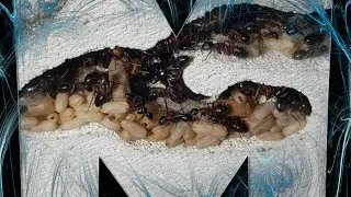 Rok 2020 u Camponotus ligniperda