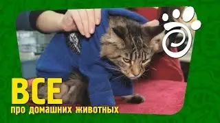 Одежда Для Котов. Все О Домашних Животных