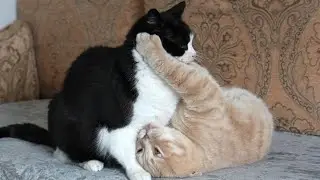 Senior Cat Disciplines Young Cat